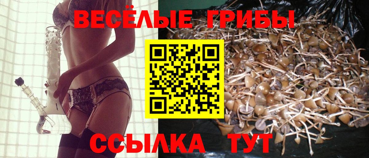 Псилоцибиновые грибы Psilocybe  Вход с VPN  Шебекино  Галлюциногенные грибы мицелий 